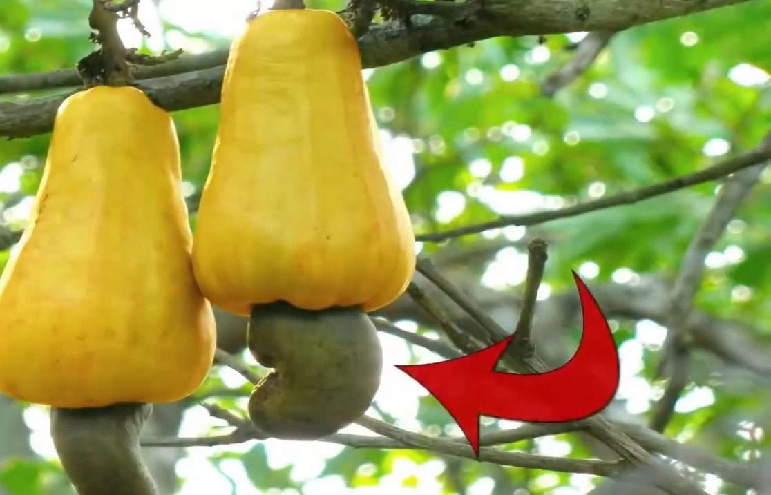 Kaju olarak bildiğimiz çerez aslında kaju meyvesinin sapıdır.