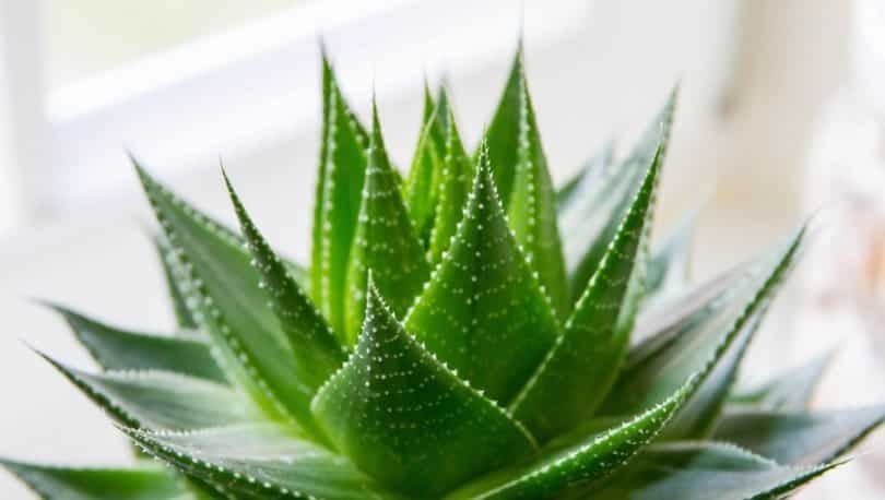 Aloe Vera