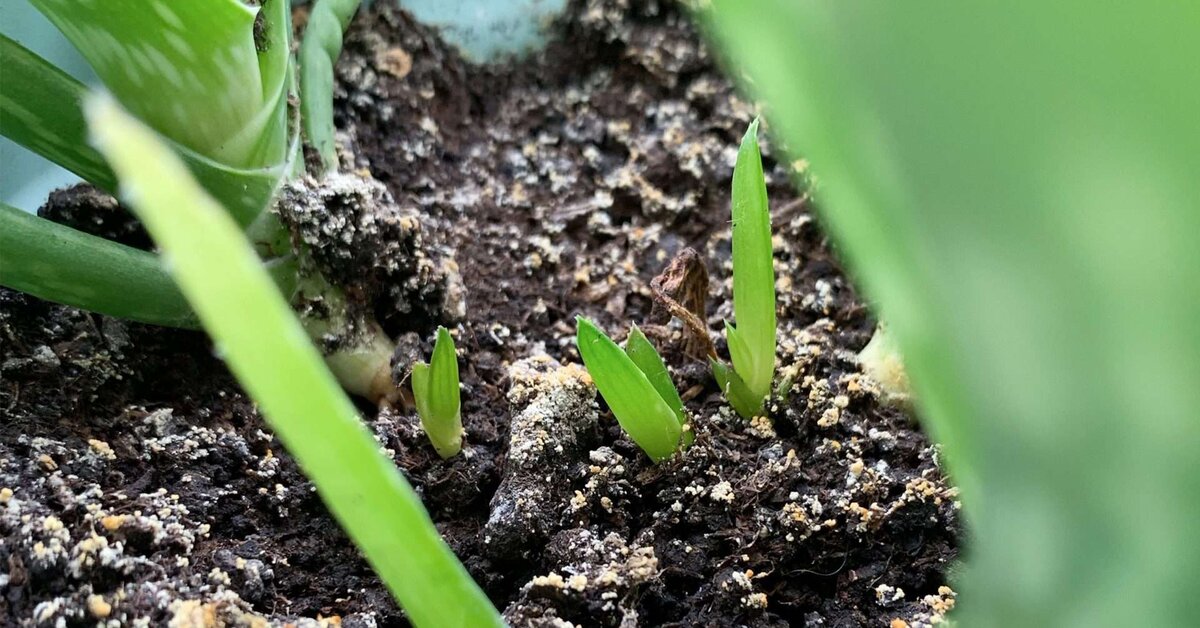 Aloe Vera Nasıl Çoğaltılır? Yavru Aloe Vera Nasıl Ayrılır?