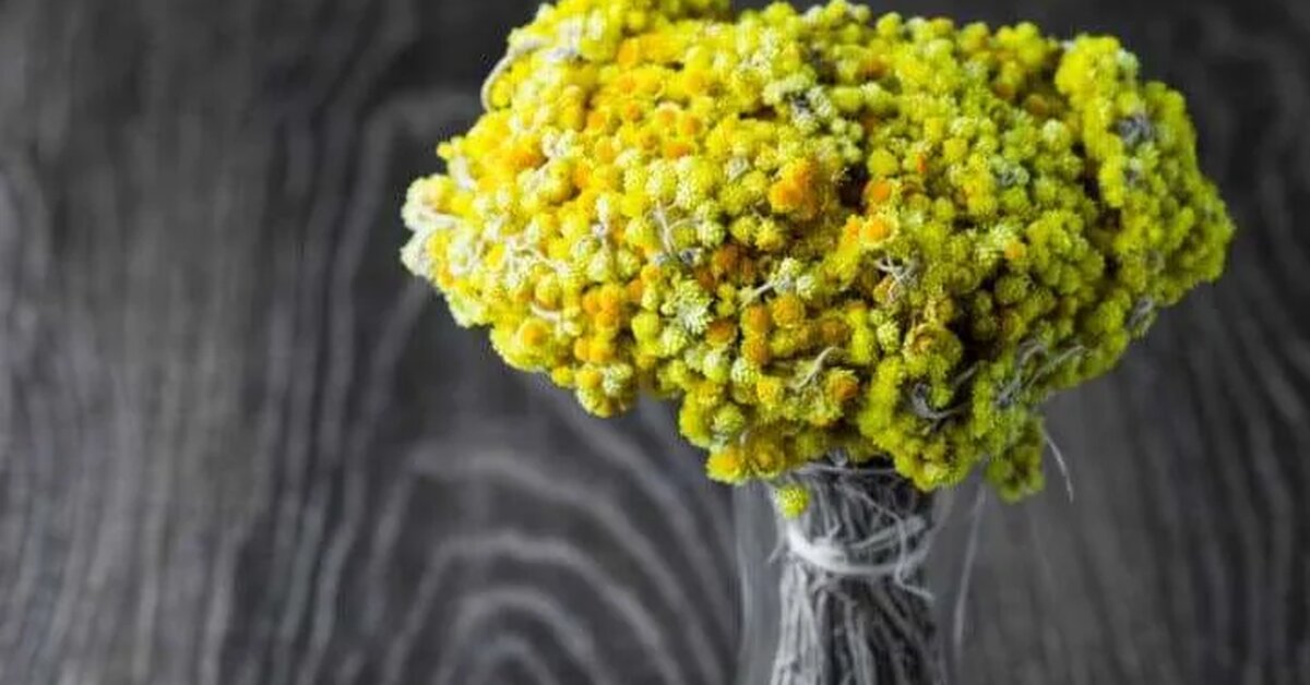 Altın Otu Nasıl Kullanılmalıdır?