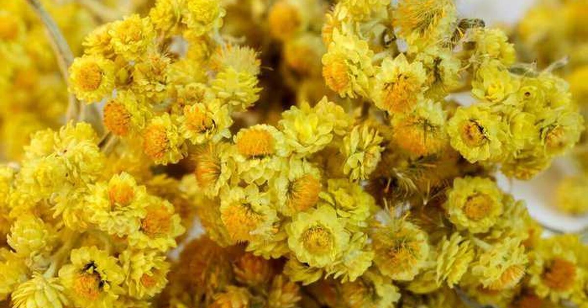 Altın Otunun Faydaları Altın Otu Kürleri