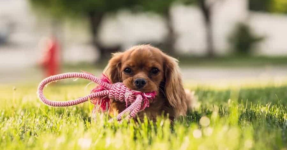 Kimler köpek sahibi olabilir?