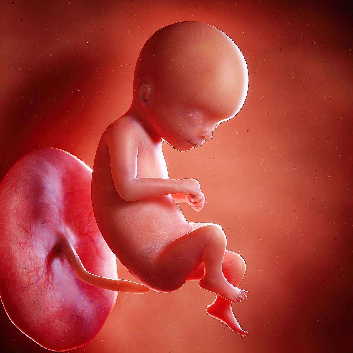 Anne Karnında Bebek Gelişimi İçin Neler Yenmelidir?