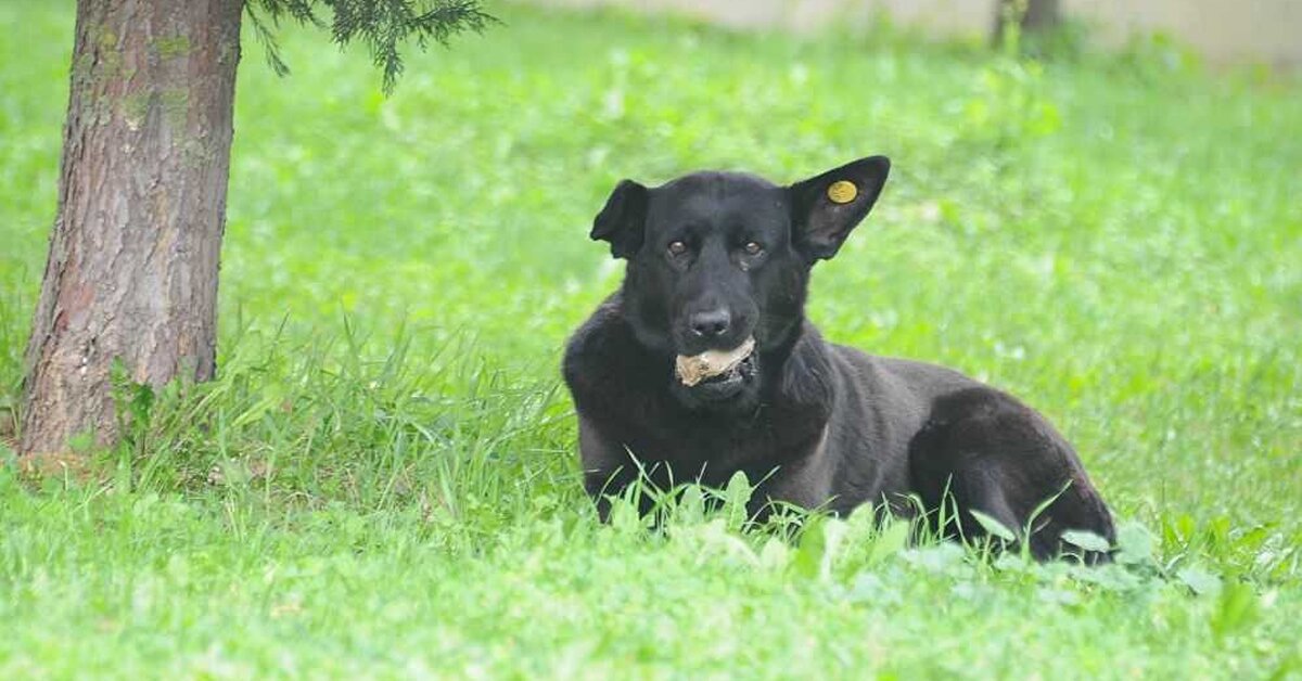 Anne Köpek 3 Yıldır Ağzında Taş Taşıyor Nedenini Öğrenince Çok Üzüleceksiniz!