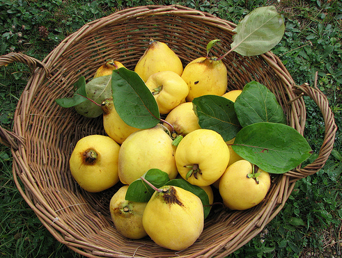 Ayva ve Ayva Çayının Faydaları?