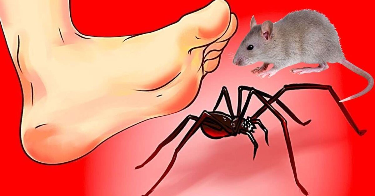 Evde Örümcek ve Fare mi Var? İşte Çözümü