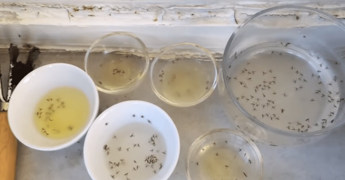 Bitki Sineklerinden Nasıl Kurtuluruz?