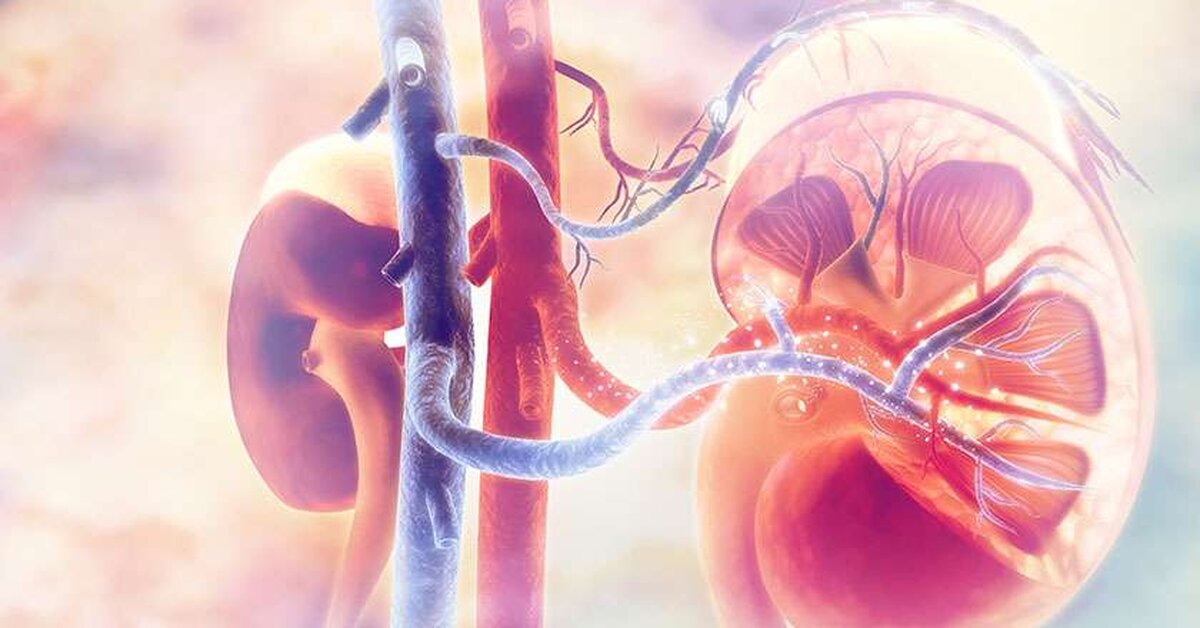 Böbrek Yetmezliği Belirtileri ve Tedavisi İçin Bitkisel Kür