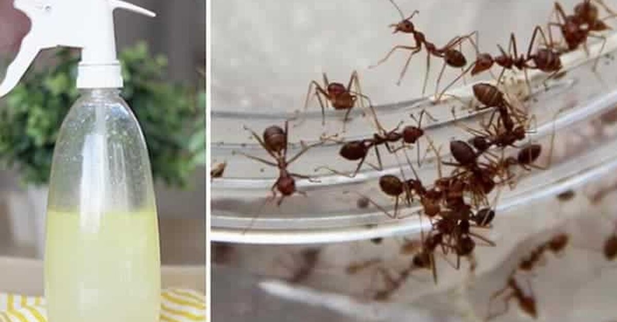 Bu Basit Karışımı Püskürtün ve Evinizde Karıncaları Bir daha görmeyeceksiniz!