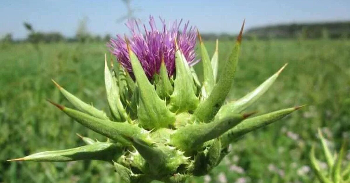 Bu Bitki Romatizmayı Doğal Tedavi Ediyor!
