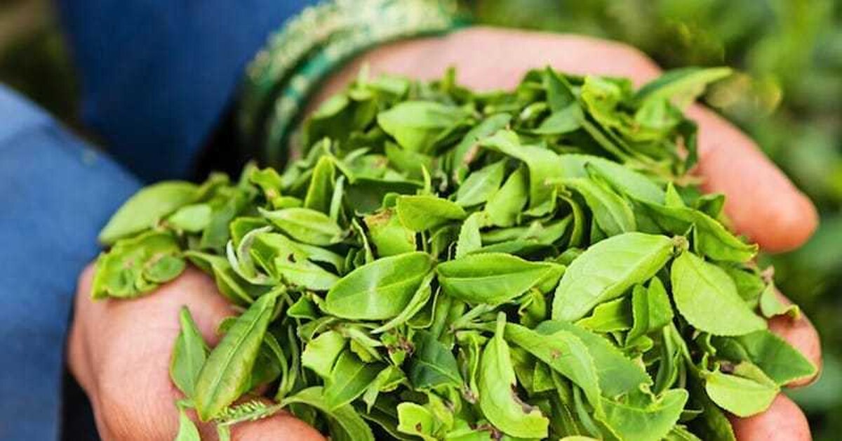 Çay Ağacı Nedir Faydaları Neye İyi Gelir?