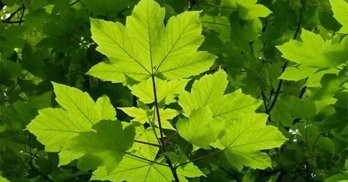 Çınar Yaprağı Kürü Nasıl Hazırlanır?