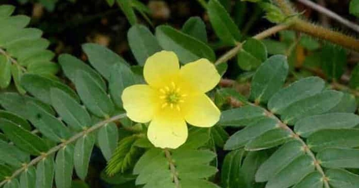 Çoban Çökerten Otunun Faydaları