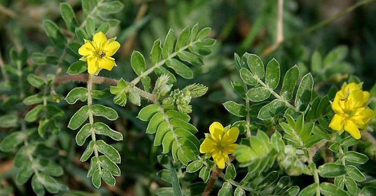 Damar Tıkanıklığına Çoban Çökerten Otu