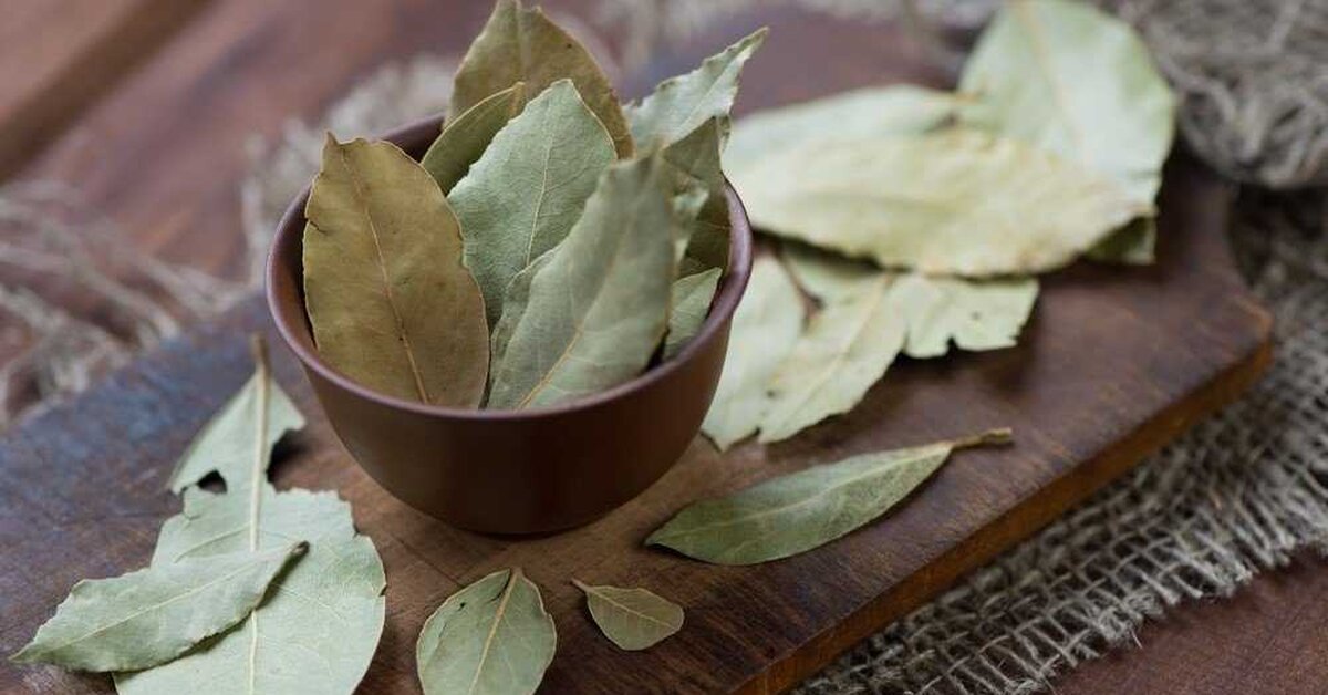 Defne Yaprağı Yağı Faydaları ve Kullanımı