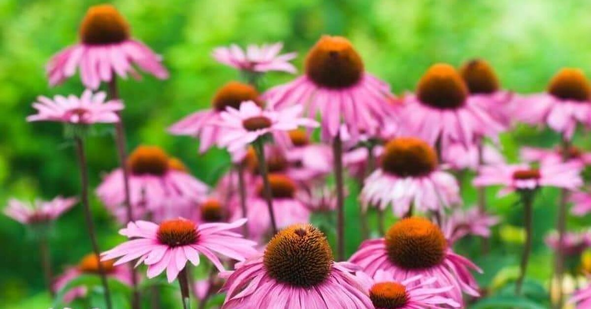 Ekinezya Bitkisi Hangi Hastalıklara İyi Gelmektedir?
