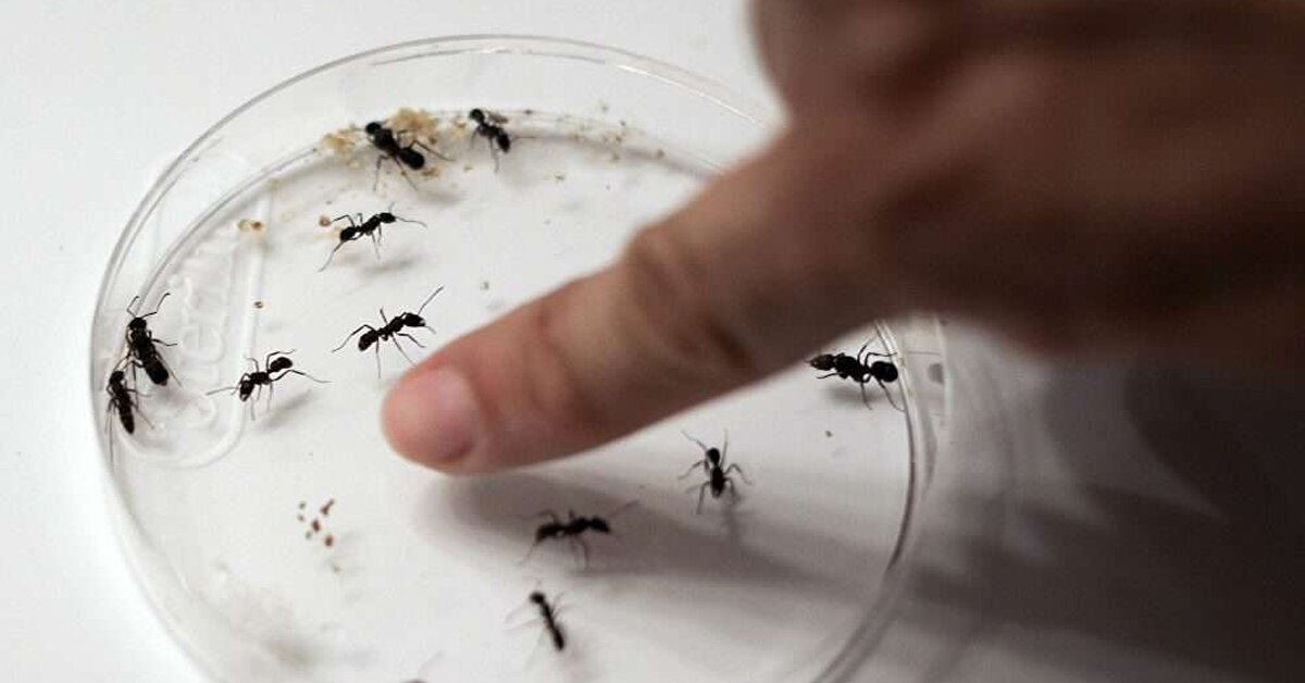 Evde karınca nasıl gider? İşte en etkili doğal karınca ilaçları