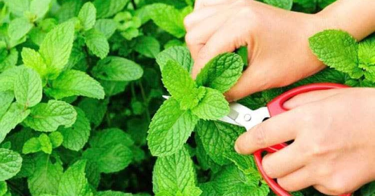 Evde Nane Yetiştirmek İster misiniz?