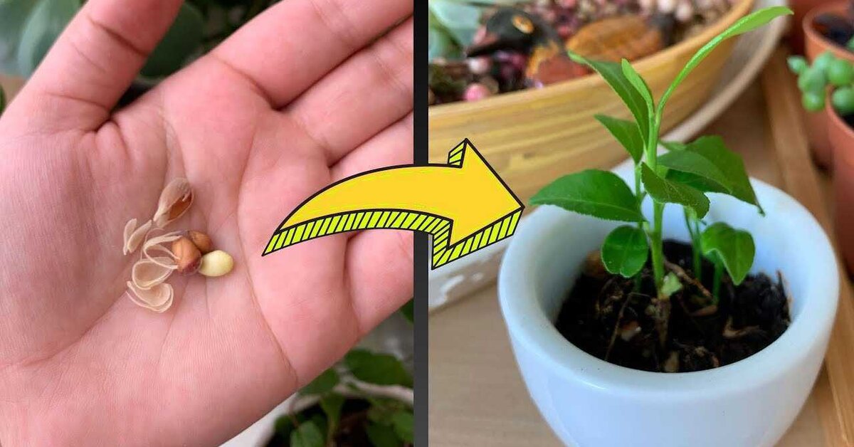 Evinizde Limon Çekirdeğinden Limon Yetiştirme