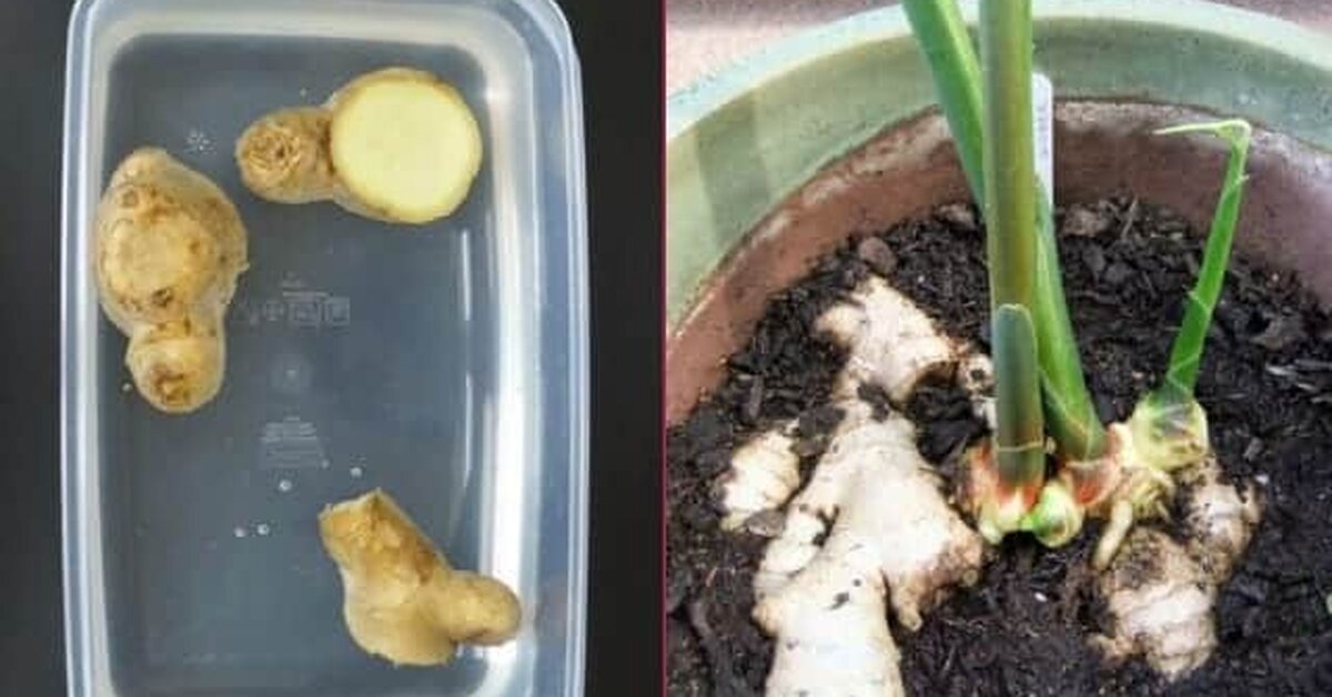 Evinizde Zencefil Yetiştirmek ister misiniz?