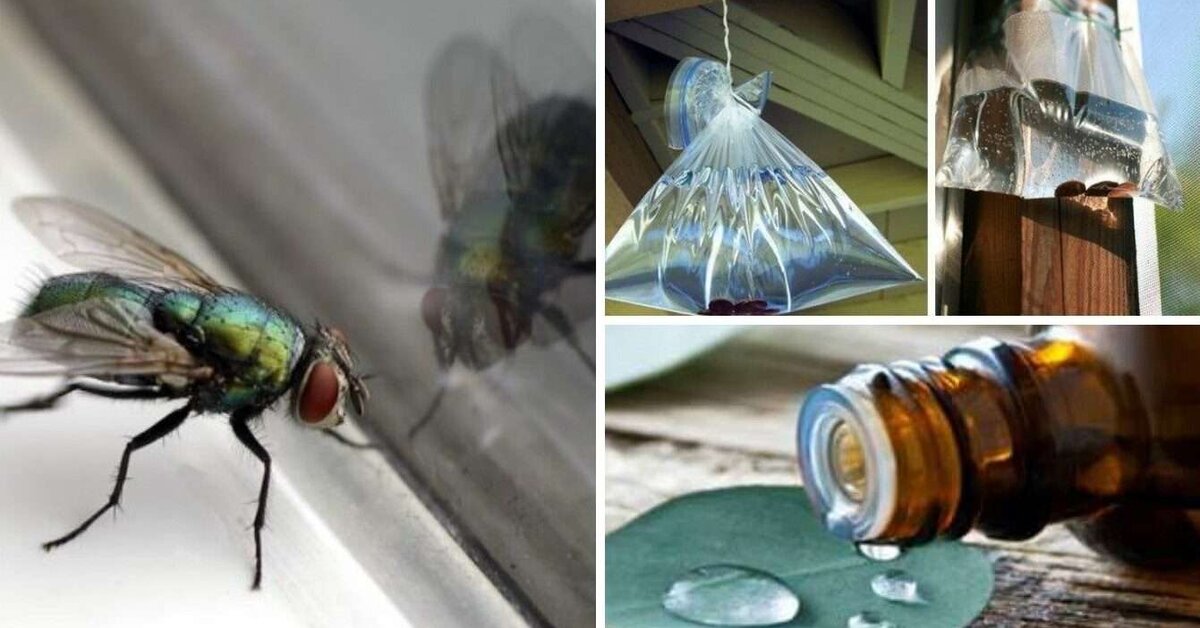 Evinizdeki Sineklerden ve Böceklerden Kurtulmanın 10 Yolu