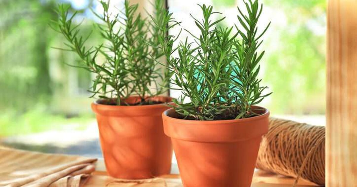 Evinize ve Ofisinize Pozitif Enerji Çeken 7 Bitki
