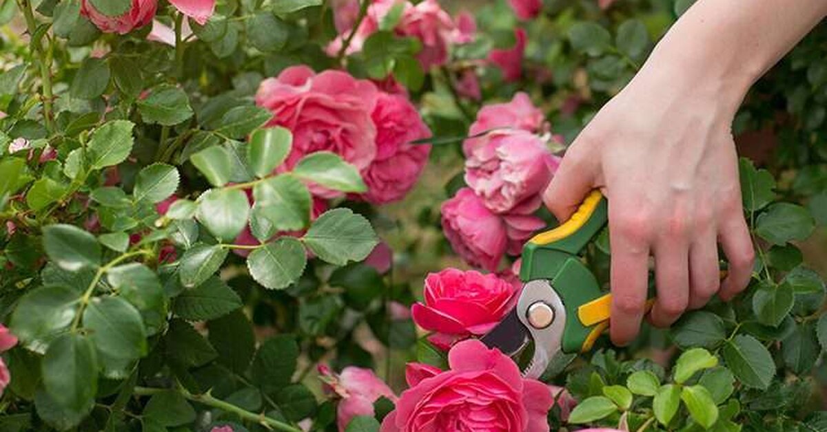Gül bakımı nasıl yapılır? Gül bakımı hakkında herşey
