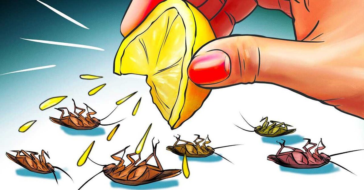 Hamam Böceklerine Ev Yapımı Çözüm!