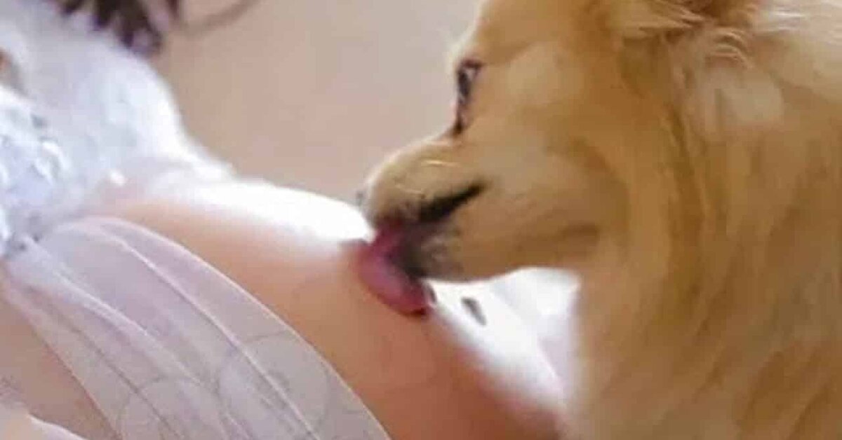 Her gün Hamile Kadının Karnını Yalayan Köpek Bakın Hangi Gerçeği Ortaya Çıkardı