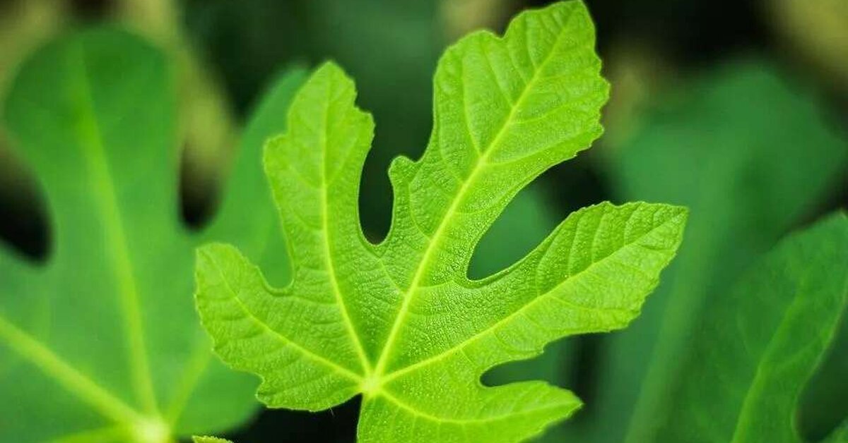 İncir Yaprağı Suyunun Mucize Faydaları