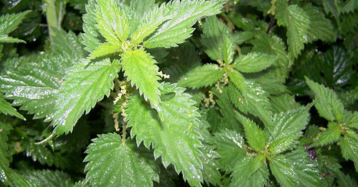 Isırgan Otu Hangi Hastalıklara İyi Gelir?