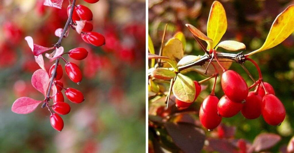 Karamuk, Berberis, Kadın Tuzluğu Bitkisinin Faydaları