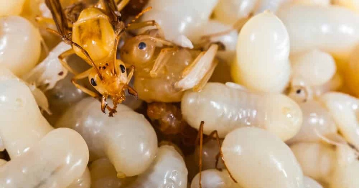 Karınca Yağı Nedir? Faydaları Nelerdir?