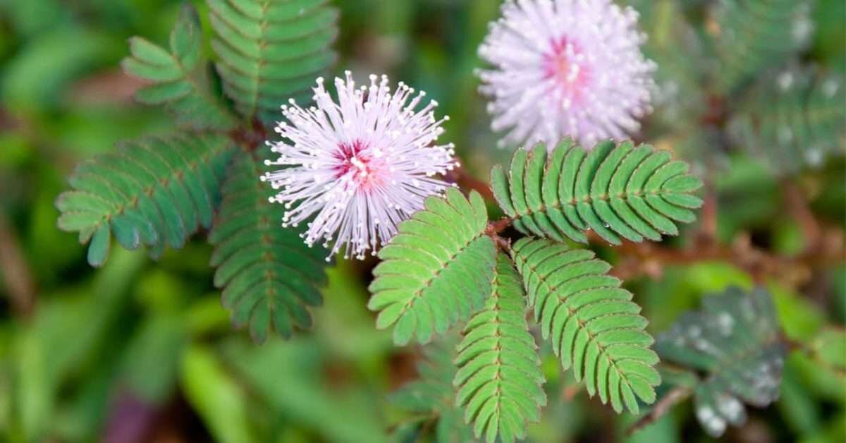 Küstüm Çiçeğinin Özellikleri Nelerdir?