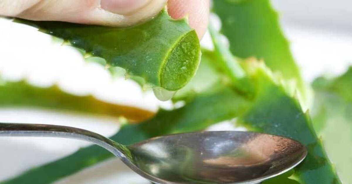 Ölümsüzlük Bitkisi Aloe Vera’nın Faydaları