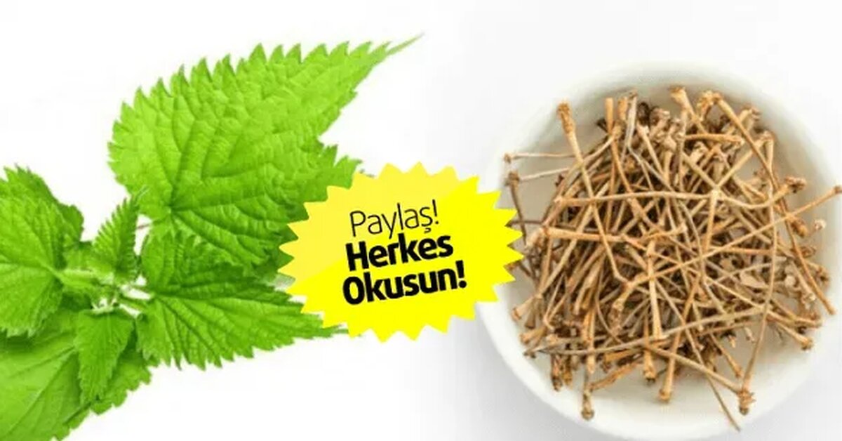 Romatizma ve Sinir Sıkışması İçin Isırgan Kürü