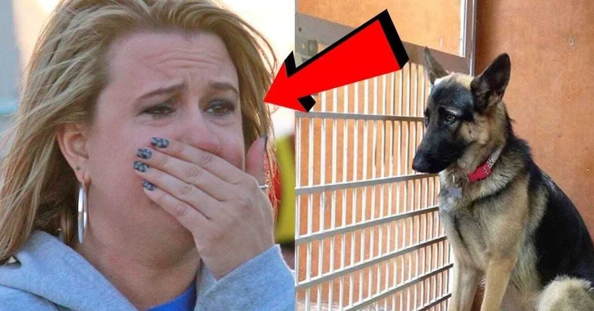 Sahipleri Uyurken Köpeğin Her Gece Yaptığını İlginç Davranış! Köpeğin Hikayesi