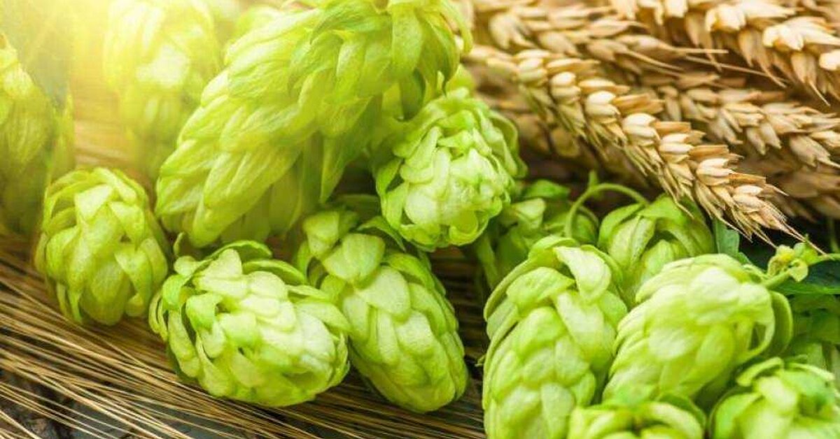 Şerbetçi Otu Faydaları Nelerdir?