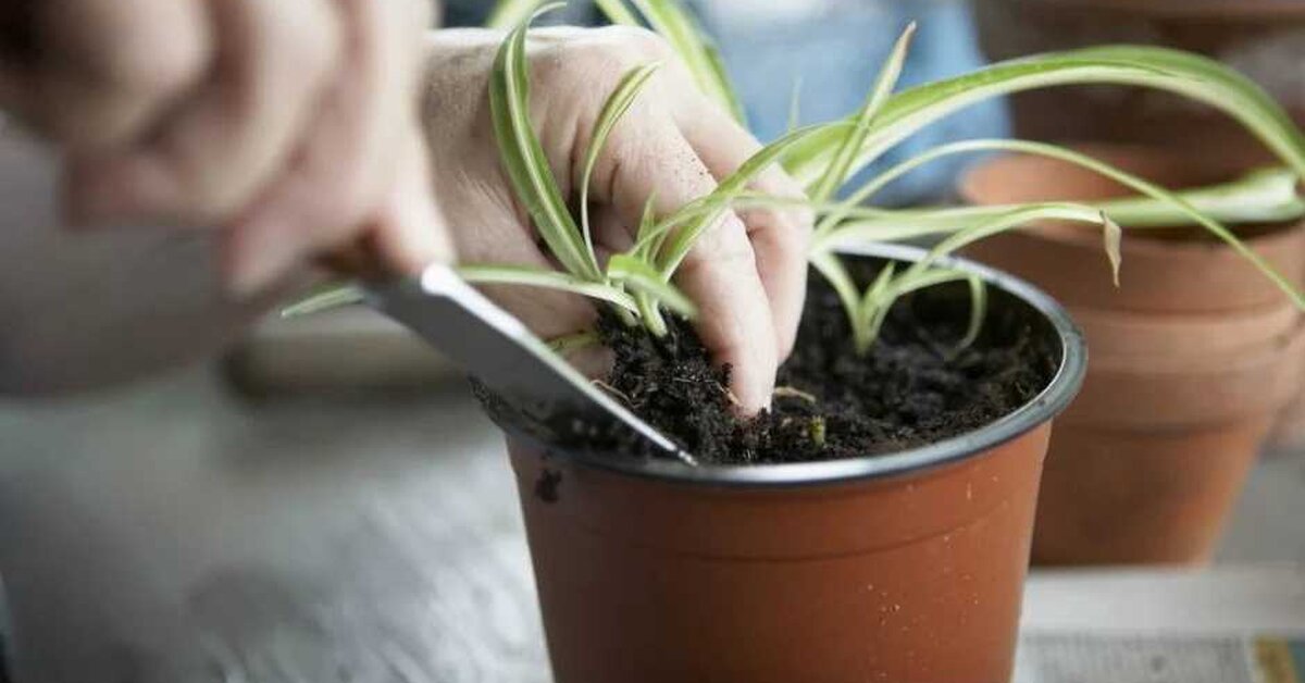 Solan Çiçeklere Artık Son! Çiçek Coşturan Tarifi