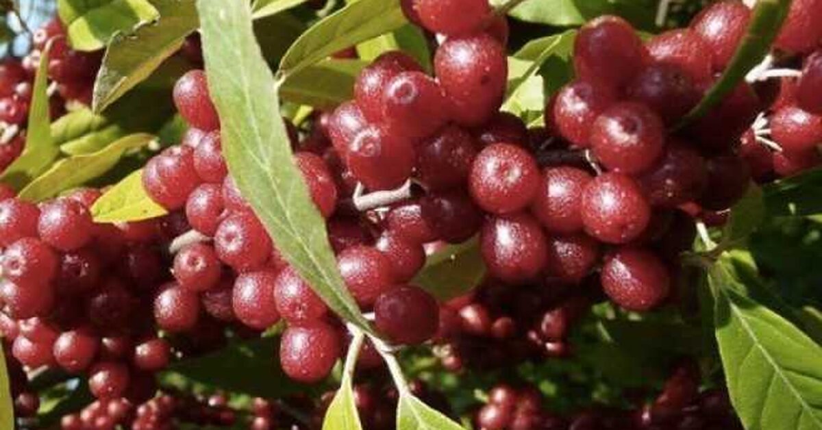 Turna Yemişi Neye İyi Gelir?