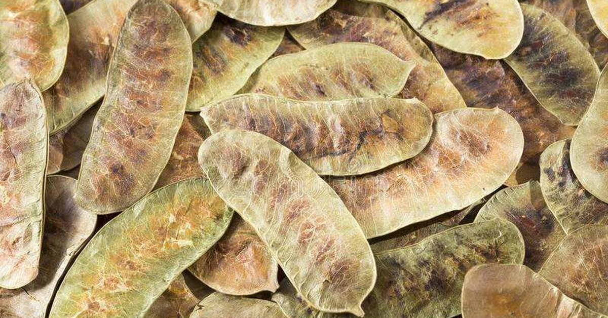 Açlık Otu ve Sinemadaki Arasındaki Fark Nedir?