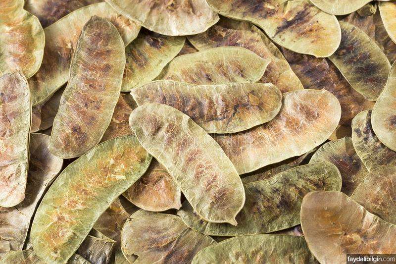 Açlık Otu ve Sinemadaki Arasındaki Fark Nedir?