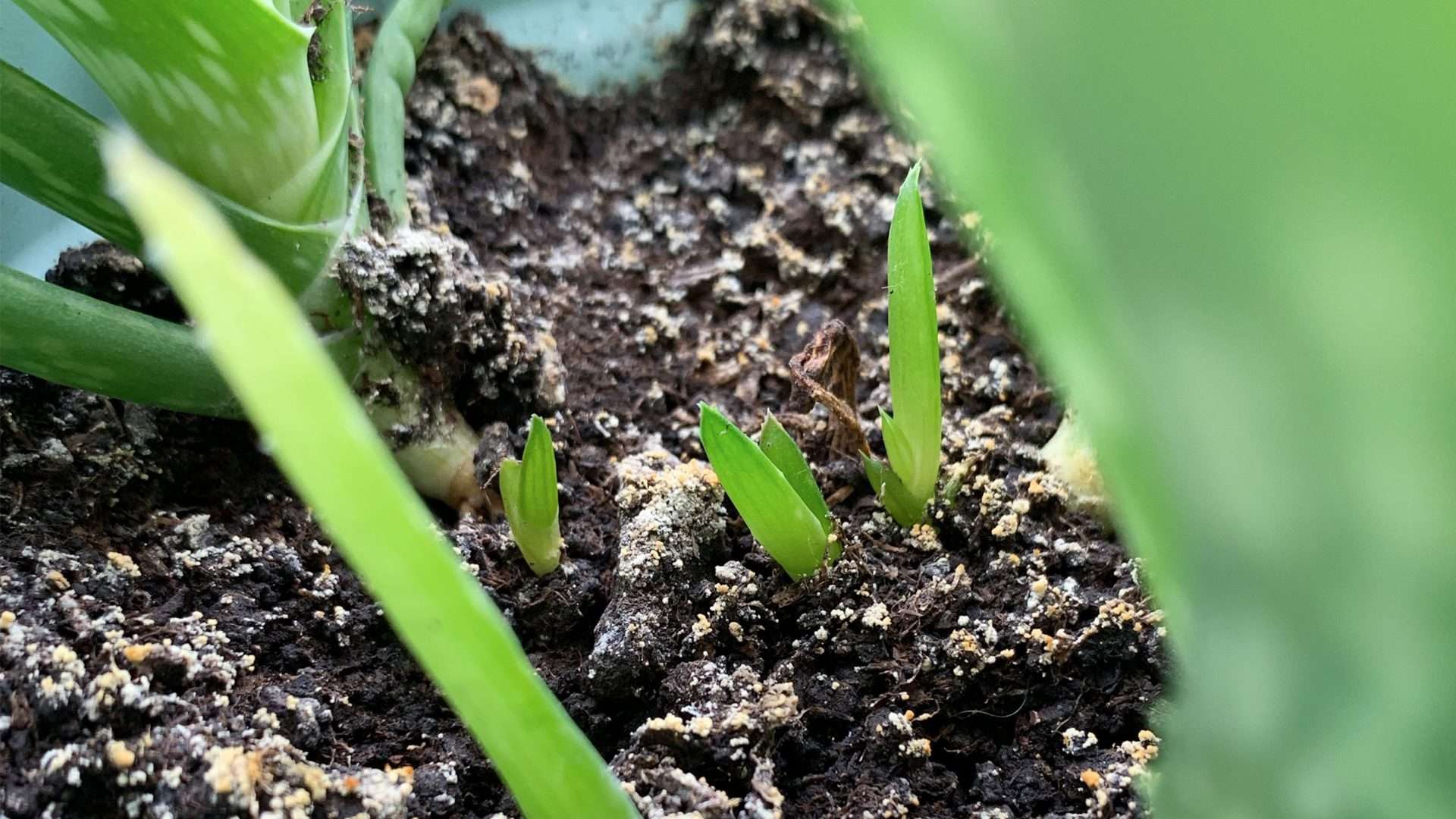 Aloe Vera Nasıl Çoğaltılır? Yavru Aloe Vera Nasıl Ayrılır?