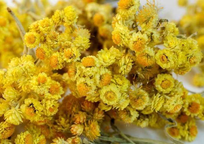 Altın Otunun Faydaları Altın Otu Kürleri