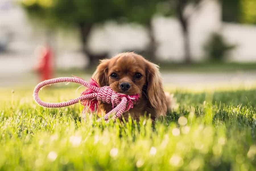 Kimler köpek sahibi olabilir?
