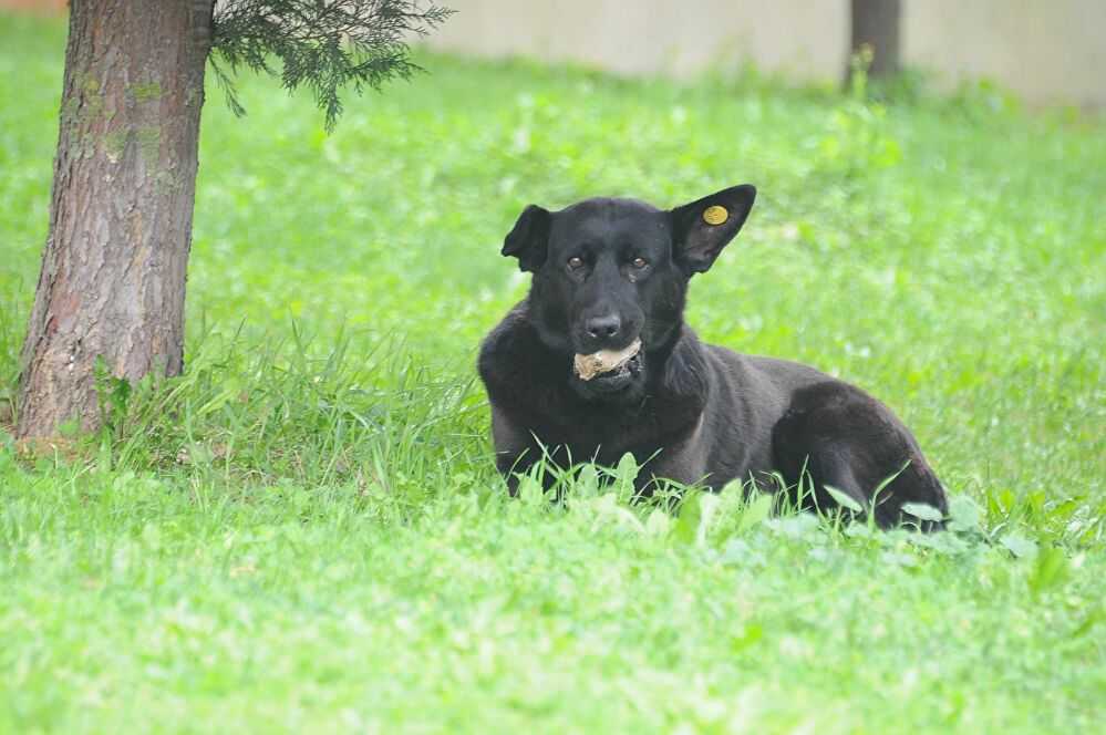 Anne Köpek 3 Yıldır Ağzında Taş Taşıyor Nedenini Öğrenince Çok Üzüleceksiniz!