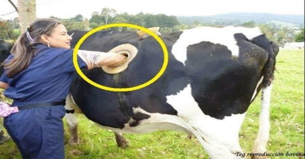 Avrupa’da İneğin Midesini Neden Deliyorlar?