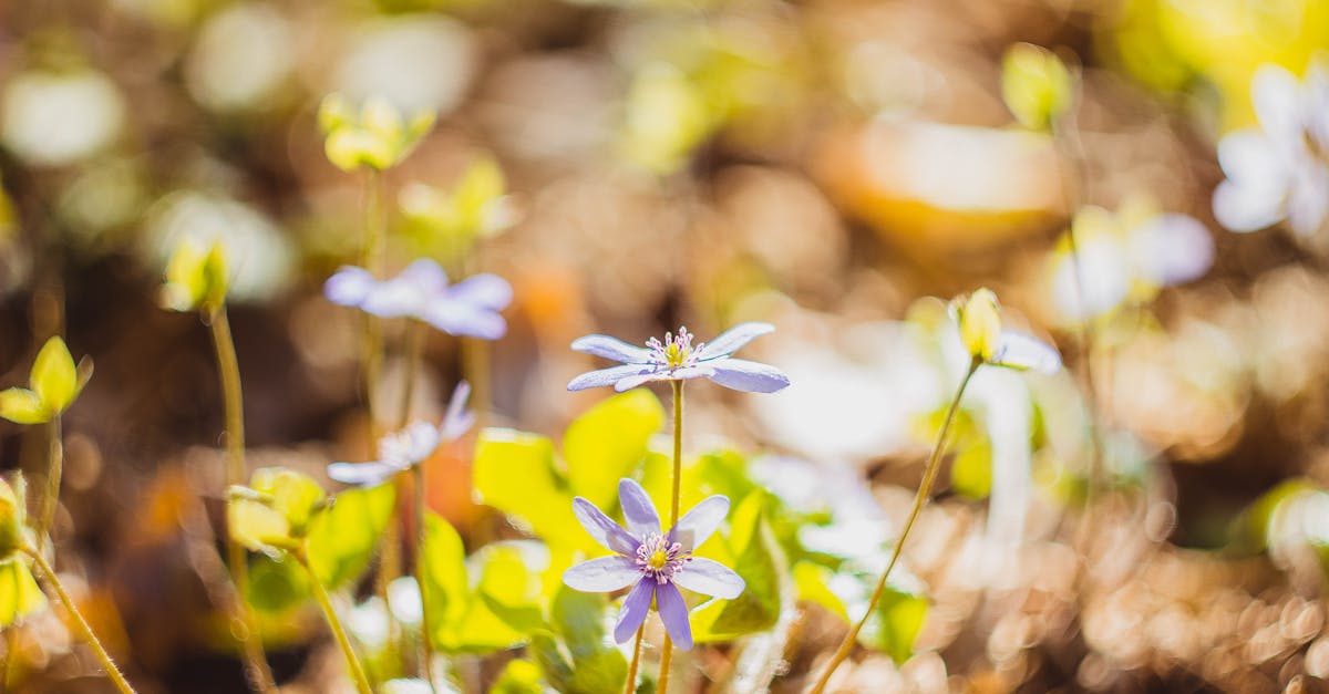 Bahar Alerjisi ile Başa Çıkmanın 12 Doğal Yolu