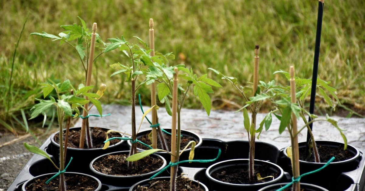 Saksıda yetişen domates bitkisi