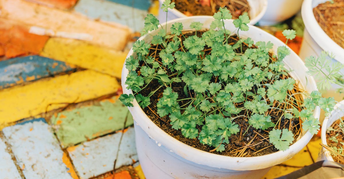 Balkon Bahçeciliği — Saksıda Sebze Yetiştirme Rehberi